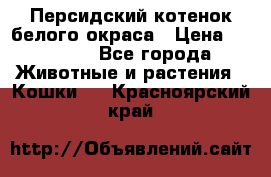 Персидский котенок белого окраса › Цена ­ 35 000 - Все города Животные и растения » Кошки   . Красноярский край